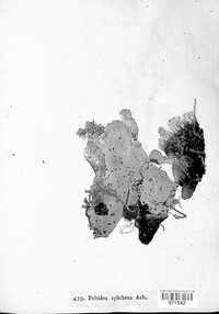 Peltigera aphthosa image